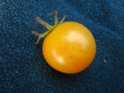 BIO-Pflanze Kirsch-Tomaten Sungold Select
