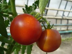 BIO-Pflanze Tomate rund Hellfrucht