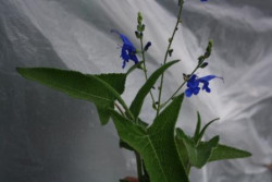 BIO-Kräuter-Pflanze Macchu-Picchu Salbei