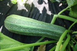 H6 Zucchini grün Costades Romanesco BIO-Gemüse-Pflanze