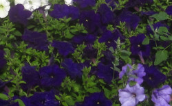 H5 BIO-Blumen Surfinia Petunien dunkelblau