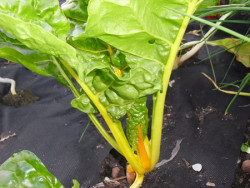 BIO-Pflanze Mangold bunt