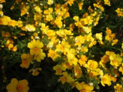BIO-Blumen Elfenspiegel Sunsutia Gelb