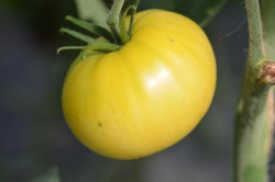 BIO-Pflanze Tomate rund Goldene Kaiserin Alte Tomatensorte