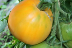 BIO-Pflanze Fleisch-Tomate Solotoje Koenigsberg Alte Tomatensorte