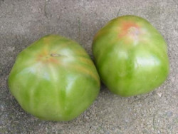 BIO-Pflanze Fleisch-Tomate Aunty Ruby's German Green Alte Tomatensorte