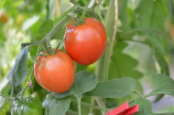 BIO-Pflanze Tomate rund Homosa Alte Tomatensorte