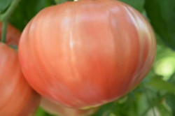 BIO-Pflanze Ochsenherz-Tomate Yasha Yugoslavia Alte Tomatensorte
