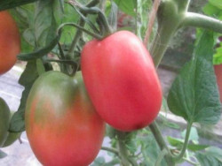 BIO-Pflanze Fleisch-Tomate Ukrainische Birne Alte Tomatensorte