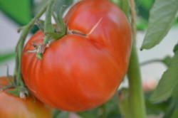 BIO-Pflanze Fleisch-Tomate Moskowitsch Alte Tomatensorte