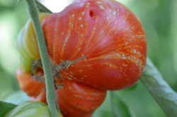 BIO-Pflanze Fleisch-Tomate Feuerwerk Alte Tomatensorte