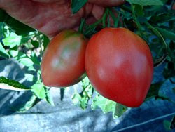 Tomate „ukrainische Birne“ Bio Samenfest Saatgut alte Sorte Samen 