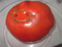 BIO-Pflanze Fleisch-Tomate Russische Fleisch Alte Tomatensorte