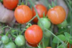 BIO-Samen Tomate Wild- Columbianum