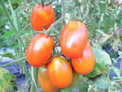 BIO-Pflanze Dattel-Tomate Baselbieter Röteli Alte Tomatensorte