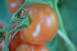 BIO-Samen Tomate rund normal- Sieger