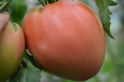BIO-Pflanze Flaschen-Tomate Rotes Ei Alte Tomatensorte
