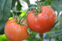 BIO-Pflanze Busch-Tomate Abraham Lincoln Alte Tomatensorte