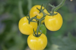 BIO-Samen Tomate Kirsch- Weiße Kirsche