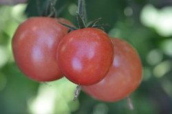 BIO-Pflanze Kirsch-Tomate Rosa Kirsche