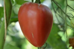 BIO-Pflanze Ochsenherz-Tomate Ungarisches Ochsenherz Alte Tomatensorte