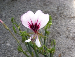 P Pelargonium tetragonum BIO-Pflanze Rarität