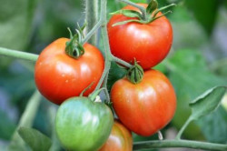 BIO-Pflanze Tomate rund Bloody Butcher Alte Tomatensorte