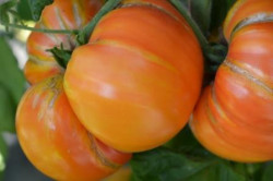 BIO-Pflanze Fleisch-Tomate Big Rainbow Alte Tomatensorte