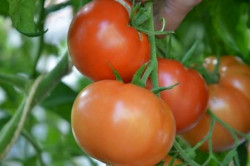 BIO-Pflanze Fleisch-Tomate von Peudaux Alte Tomatensorte