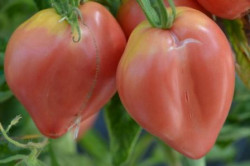 BIO-Pflanze Ochsenherz-Tomate Sweetheart Alte Tomatensorte