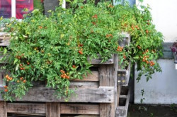 BIO-Pflanze Wild-Tomate Humboldii