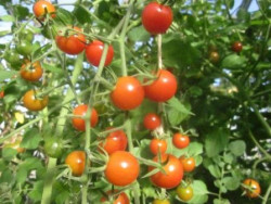 BIO-Pflanze Kirsch-Tomaten Rote Kirsche Alte Tomatensorte