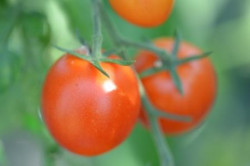 BIO-Pflanze Kirsch-Tomaten Kemptner Kirsche