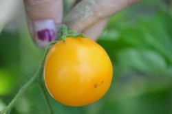 BIO-Pflanze Kirsch-Tomaten Clou