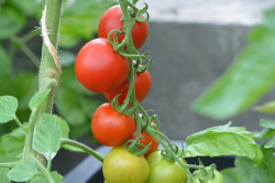 BIO-Pflanze Tomate rund HATO Rot