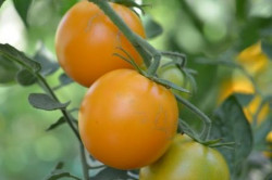 BIO-Pflanze Tomate rund Pernau orange