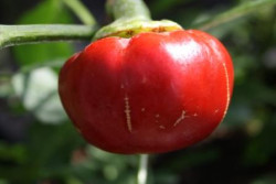 BIO-Pflanze Paprika leicht scharf Mustafa