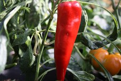 BIO-Pflanze Paprika süß Dulce italiano Julia