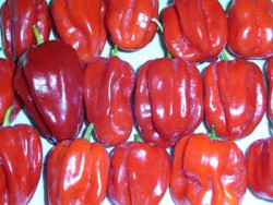 C BIO-Pflanze Chili sehr scharf Habanero rot Selektion RS
