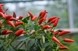 BIO-Pflanze Chili scharf Minipfefferoni