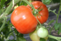 6er-Pack Tomate New Hampshire BIO-Tomatensämlinge