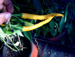 BIO-Pflanze Chili mittelscharf Elephantenrüssel