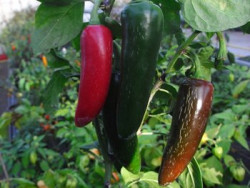 C BIO-Pflanze Chili mittelscharf Jalapeno