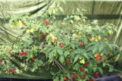 C BIO-Pflanze Chili 3 Liter Topf mittelscharf Tulpenpaprika