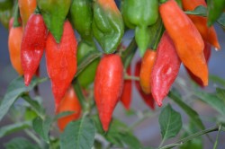BIO-Pflanze Chili sehr scharf 'Habanero Hot Paper Lantern'
