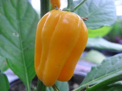 C BIO-Pflanze Chili sehr scharf Habanero Golden