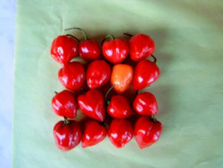 BIO-Pflanze Chili sehr scharf 'Habanero Red Saphina' 1,5 Liter Topf