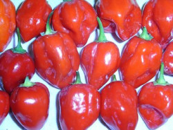 BIO-Pflanze Chili sehr scharf 'Habanero Red Saphina' 1,5 Liter Topf