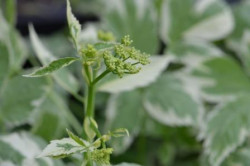 BIO-Wild-Kräuterpflanze Giersch weißbunt
