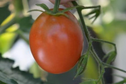 BIO-Pflanze Tomate Eier- Omas Beste Alte Tomatensorte